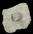 Blastoid (Pentremites) Fossil - Illinois #42820-2